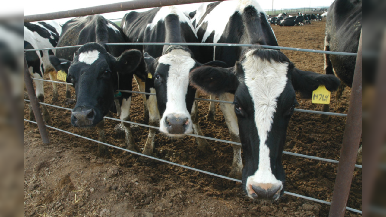 Cows at a dairy farm