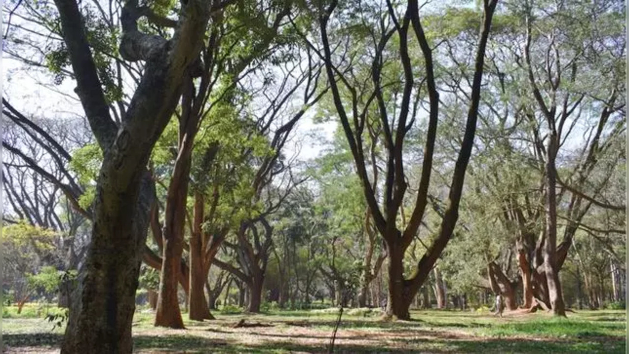 cubbon park