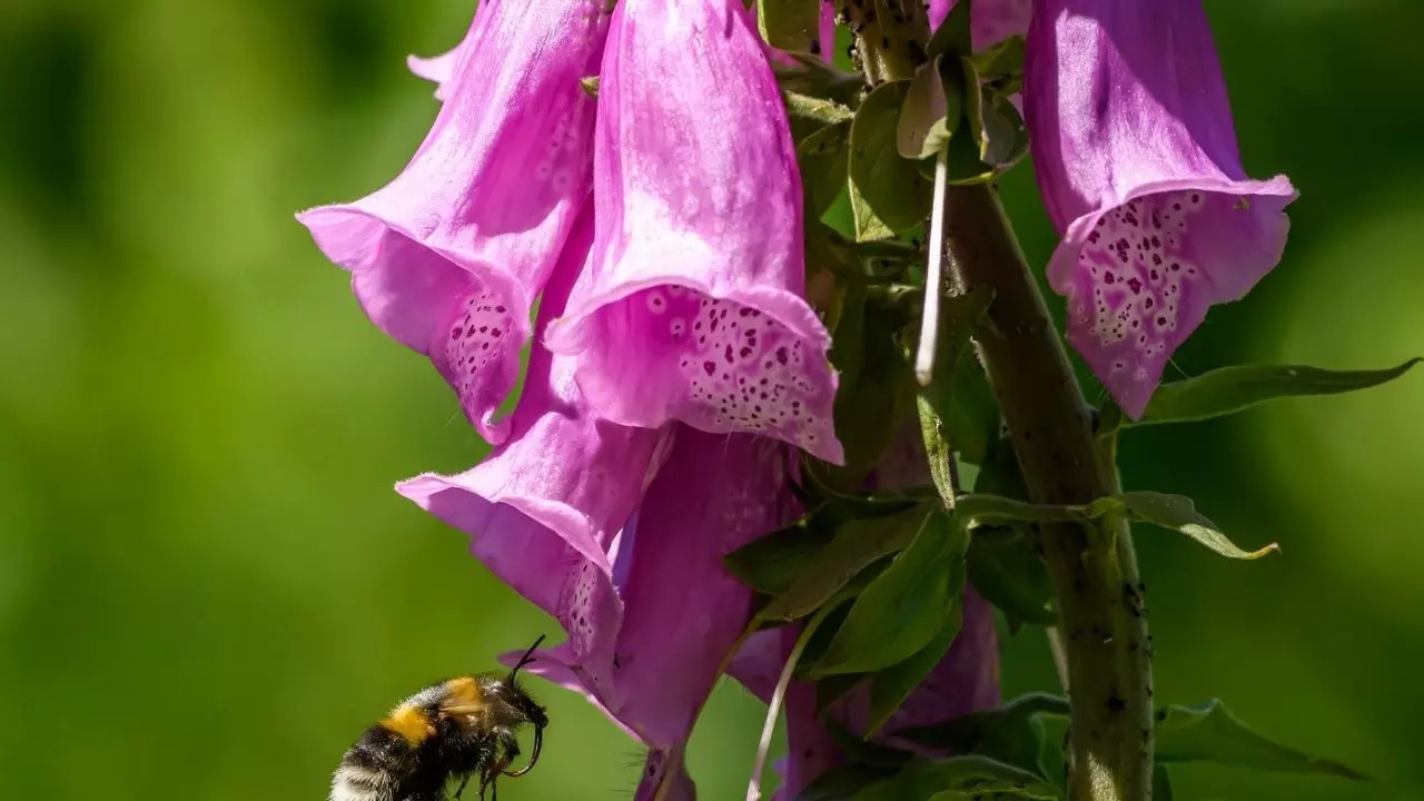 '...Could Pose Heart Attack Risk': Why You Should Avoid Growing These Lovely Flowering Plants