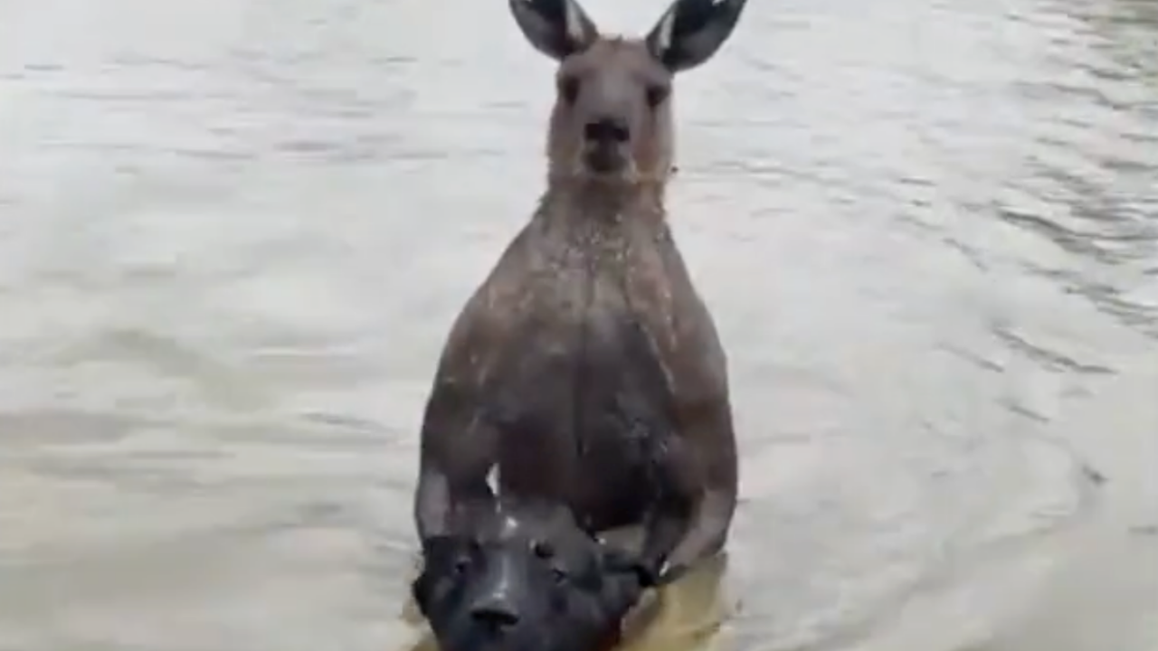 A kangaroo tries to drown a dog before being confronted by its owner in the Murray River of Australia. | Screenshot from video by @krassenstein/X