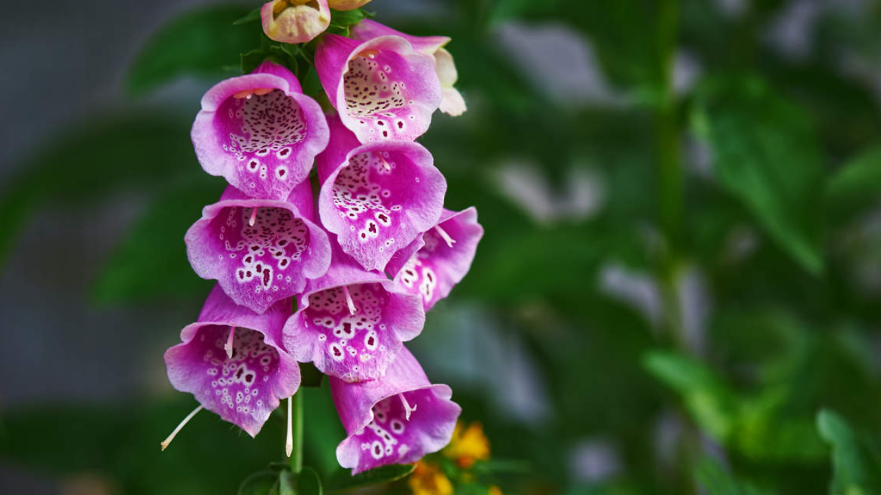 foxglove plant 