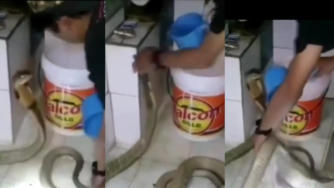 Snake Viral Video