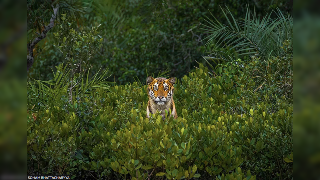 Mangrove Photography Award