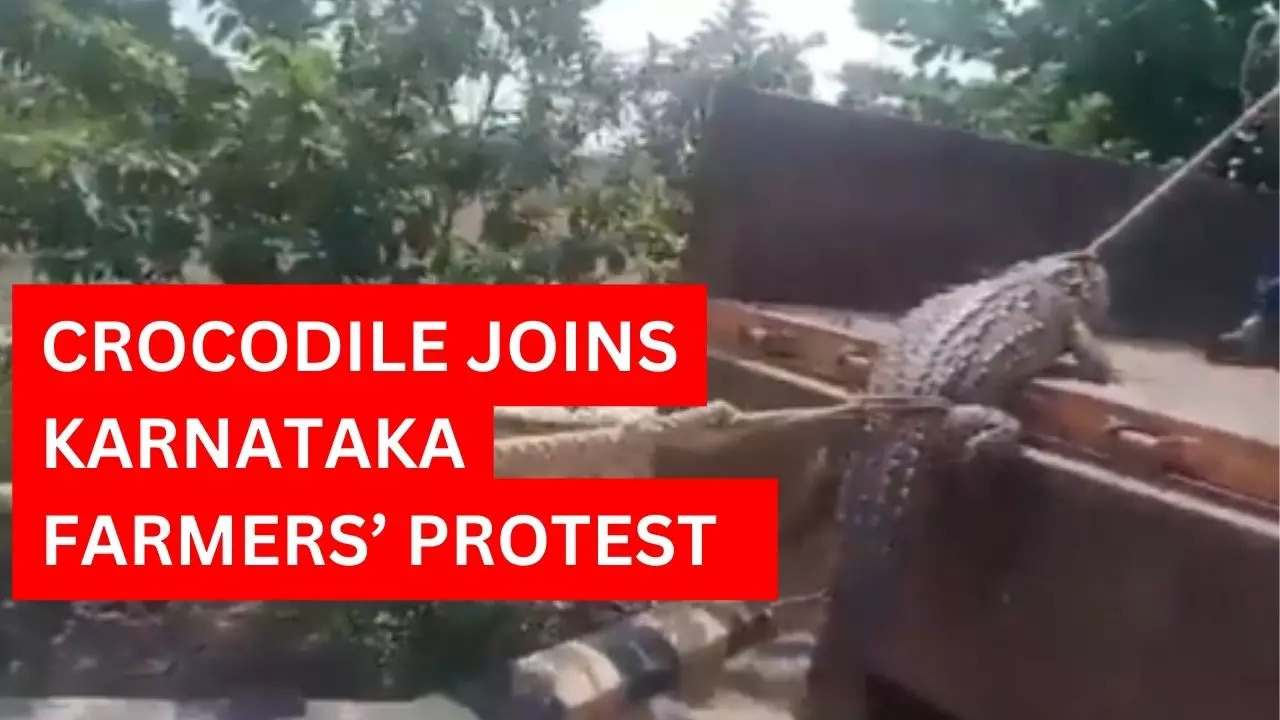 Farmers of Karnataka brought crocodile to the sub station