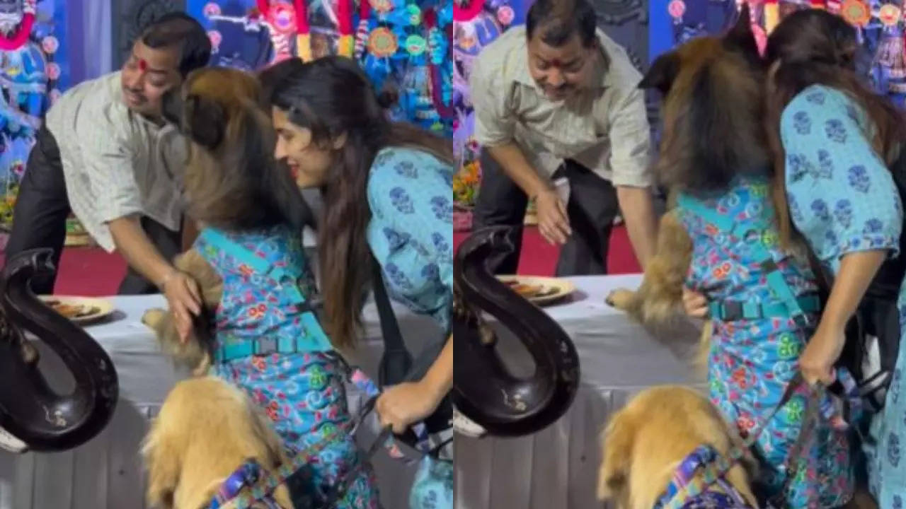 Dogs-Bengaluru-Durga-Puja-Video