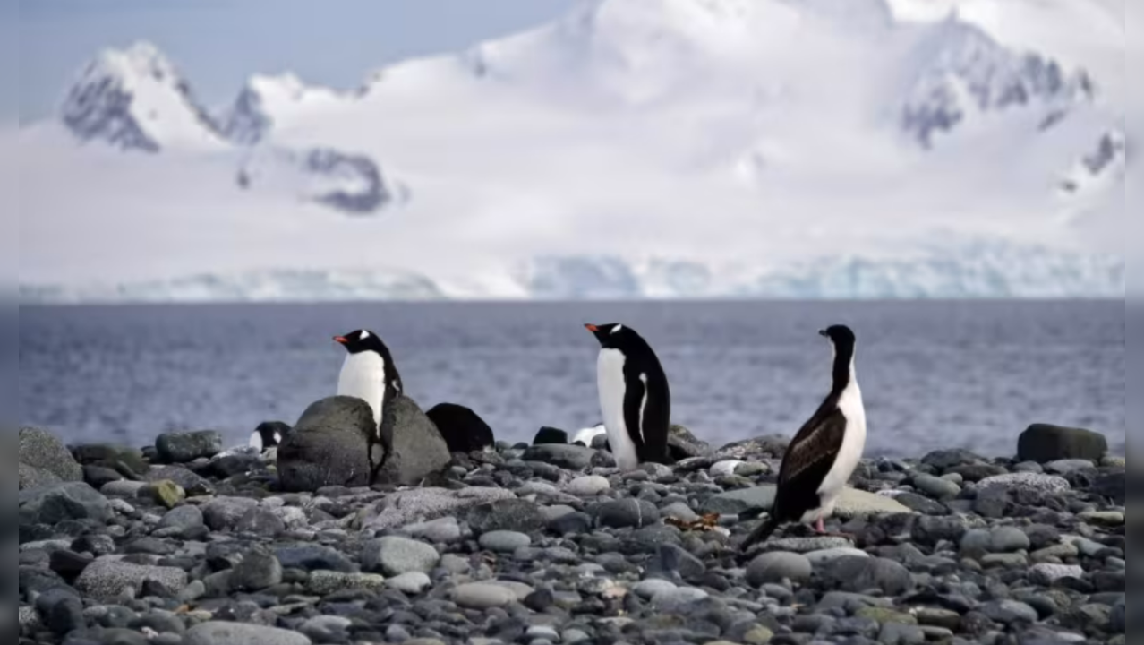 Bird Flu Detected In Antarctica Region For First Time