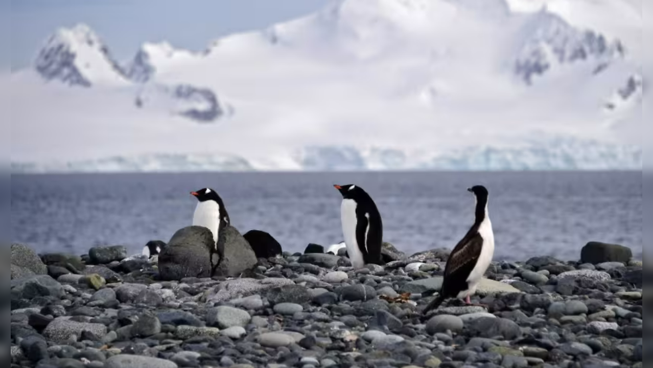 'Devastating News': Bird Flu Detected In Antarctica Region For First ...