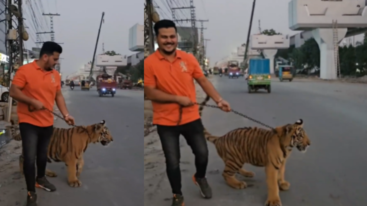 Pakistani Man Walks with Chained Tiger in Viral Video.