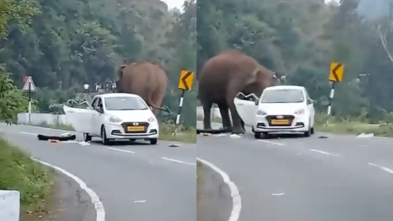 Tamil Nadu: Wild Elephant Goes on Highway Rampage, Damages Car | Watch Video