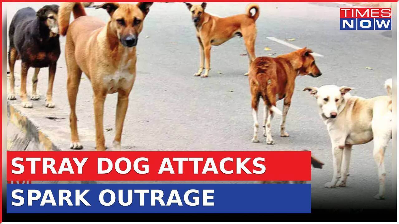 Rising Stray Dog Attacks Spark Outrage Citizens Demand Action
