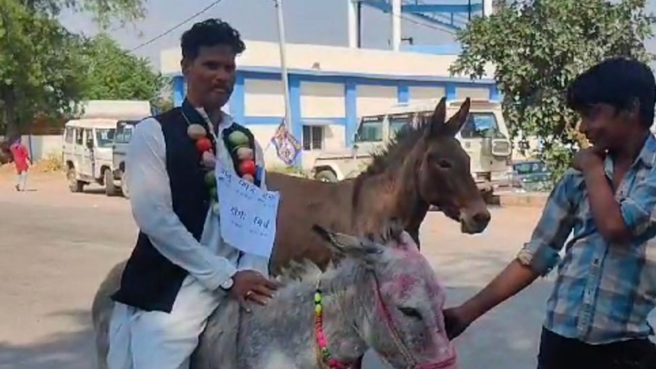 donkey madhya pradesh candidate