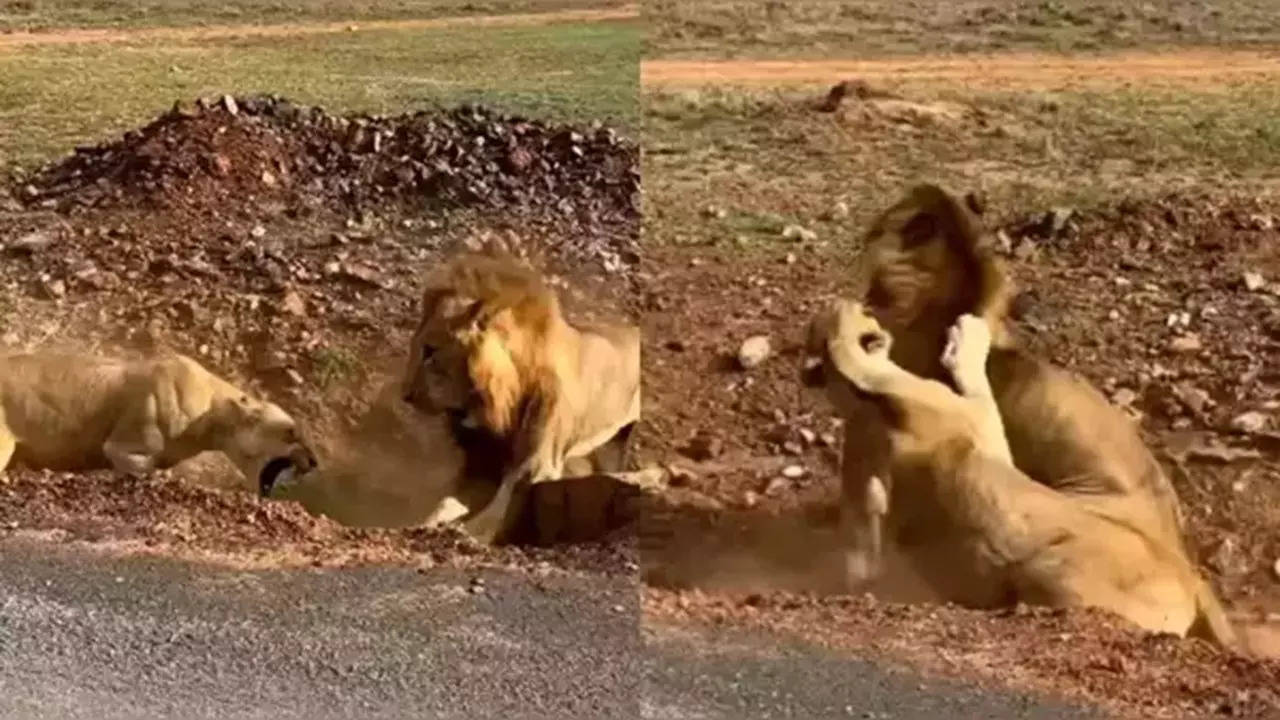 lioness sudden attack king of jungle