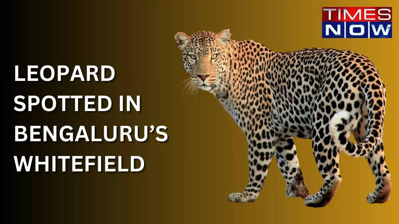 leopard: Bengaluru: Leopard spotted roaming in Whitefield area - The  Economic Times