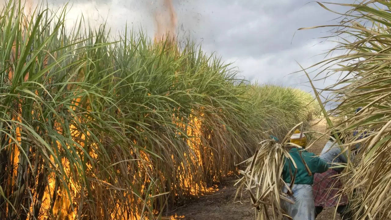 Burning Sugarcane