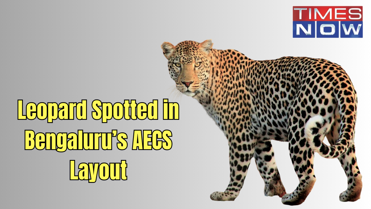 Leopard spotted on CCTV camera in Bengaluru