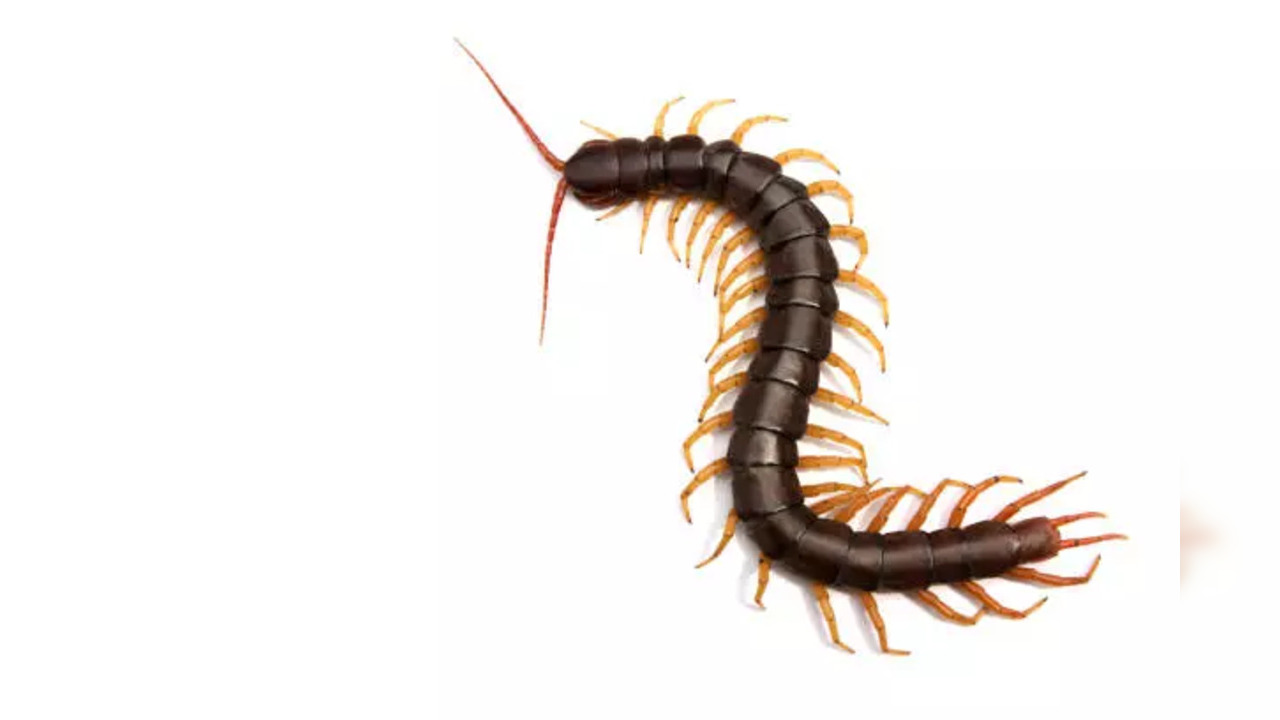 Seeing a Centipede on Dhanteras is very auspicious