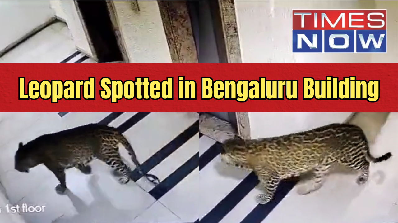 Leopard Roaming Around in Bengaluru