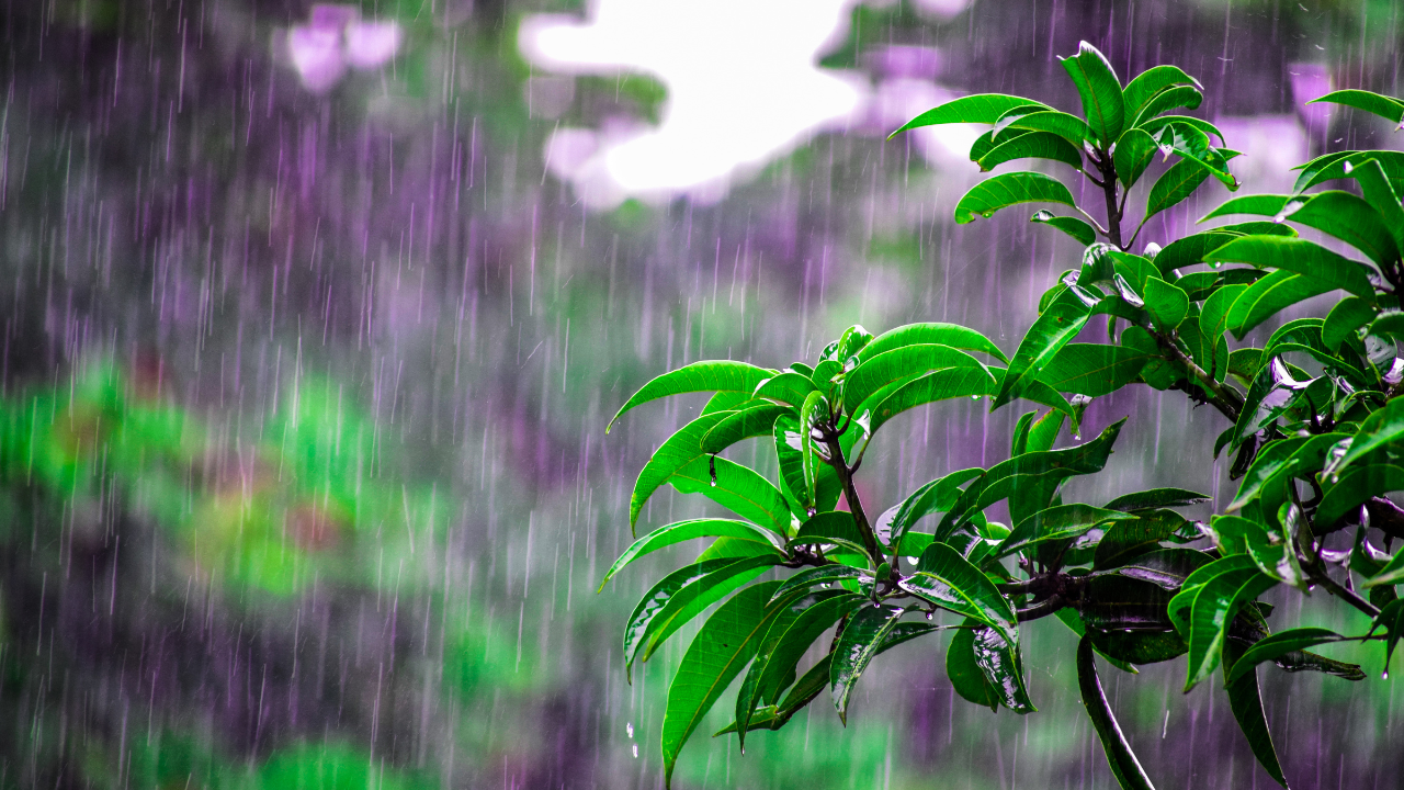 Bengaluru: Rains Receives Relief from Scorching Heat, More Showers Expected in Coming Days