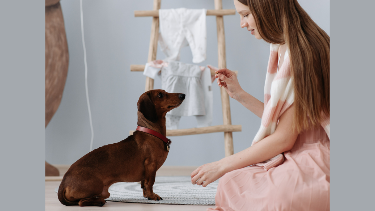 Toilet training store a rescue dog