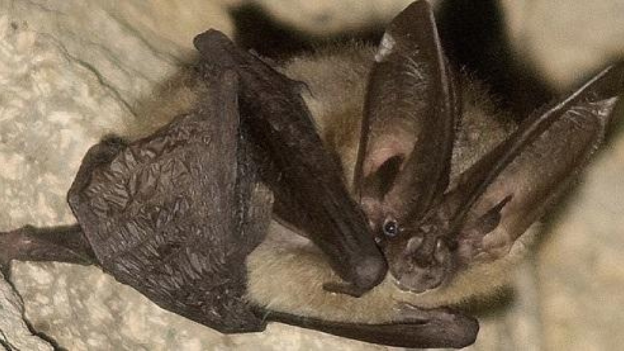 As a Townsend's Big-eared Bat, William ShakespEAR's ears measure about half its body length. | Courtesy: BLM