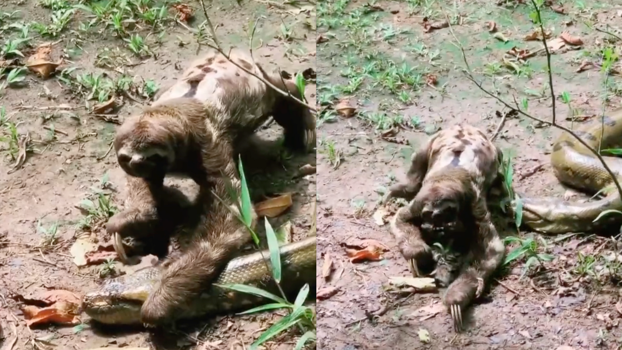 Sloth vs Snake: Fearless Sloth Crawls Past an Anaconda in Viral Video ...