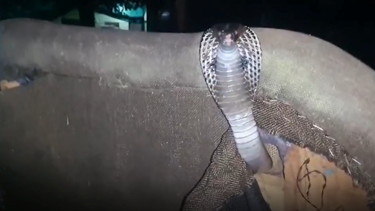 Snake in Kota: A king cobra emerges from the back of Babulal Marandi's sofa.