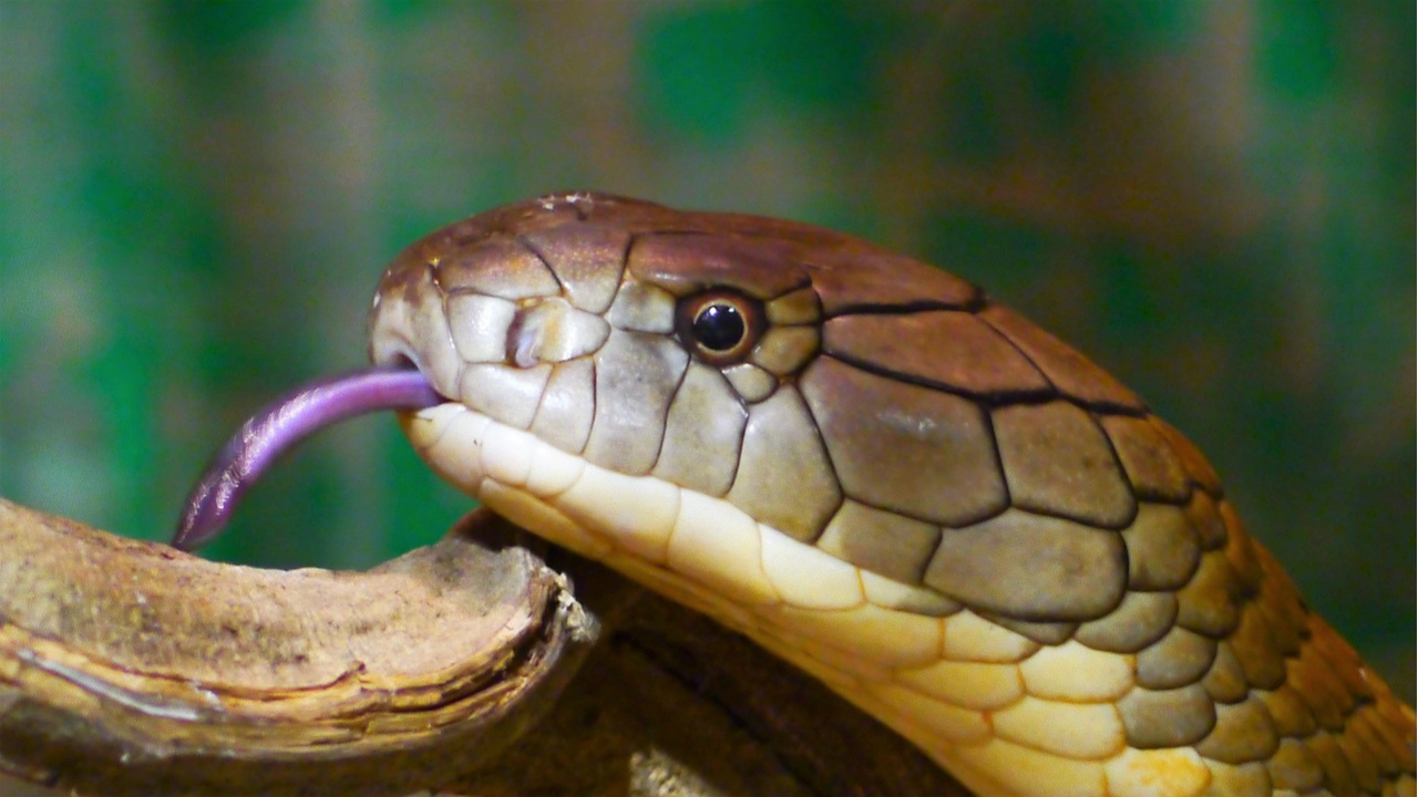 Elvish Yadavsnake venom addiction