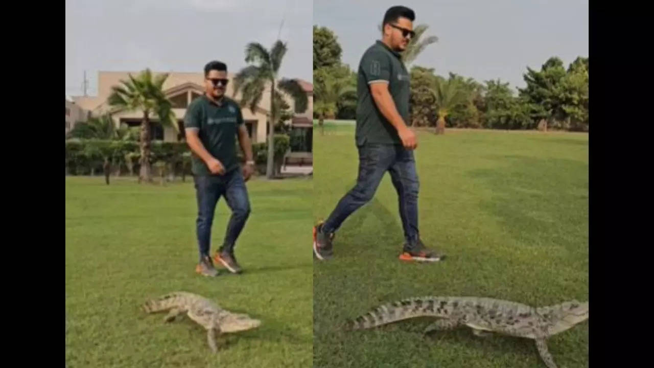 In a bizarre viral video, a man took an alligator for a fast walk  have a look