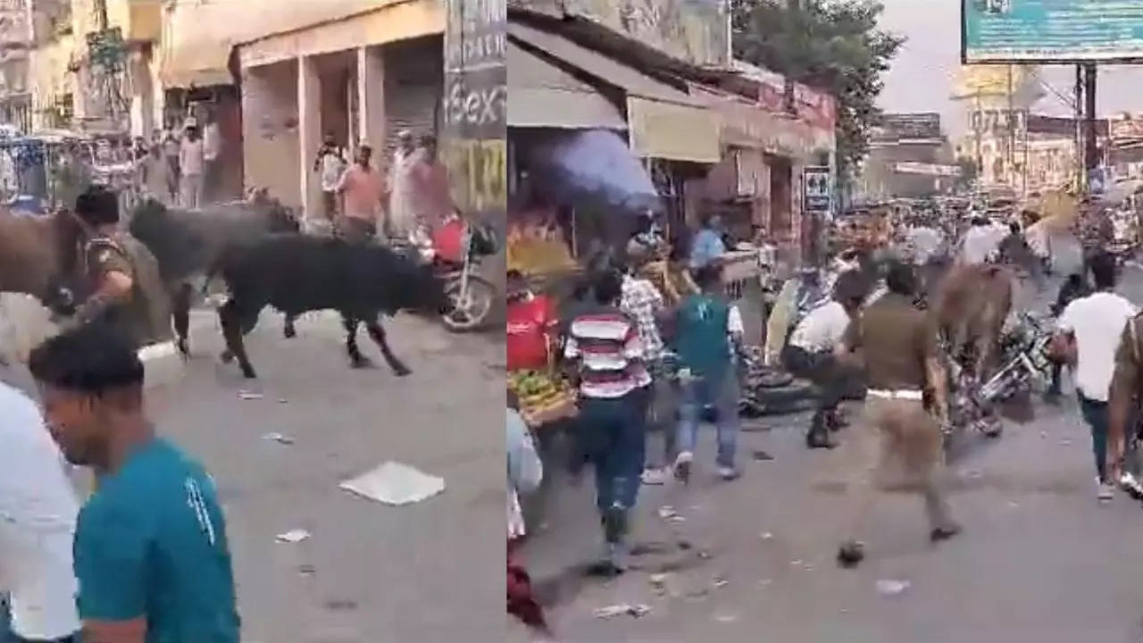 UP Market Bullfight Descends Into Chaos, Leaving A Trail Of Injured Bystanders