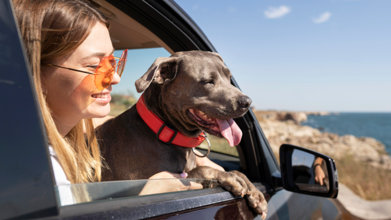 6 things to keep in mind while going on a road trip with your furry companion. Pic Credit: Freepik