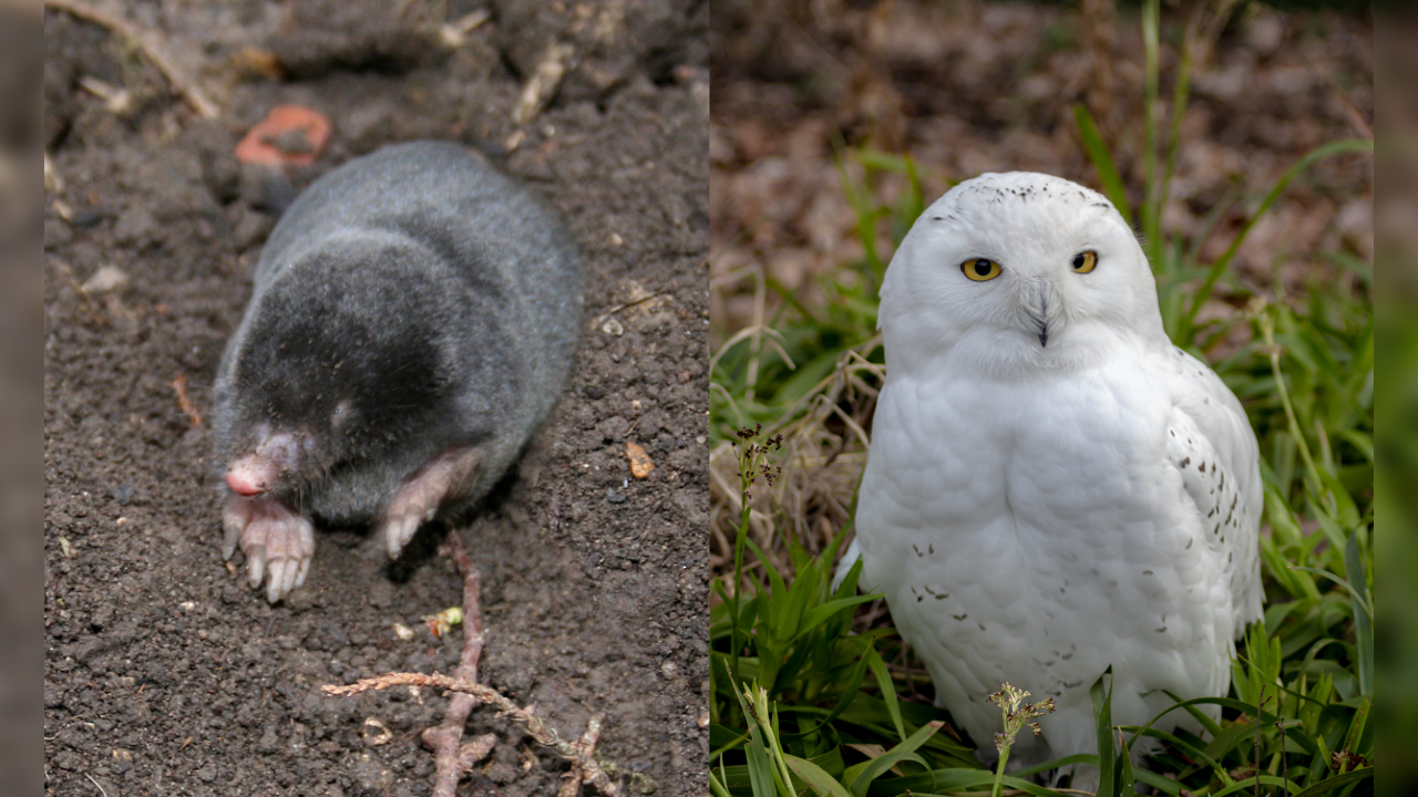 considered auspicious to seeing molehills and white owls during diwali