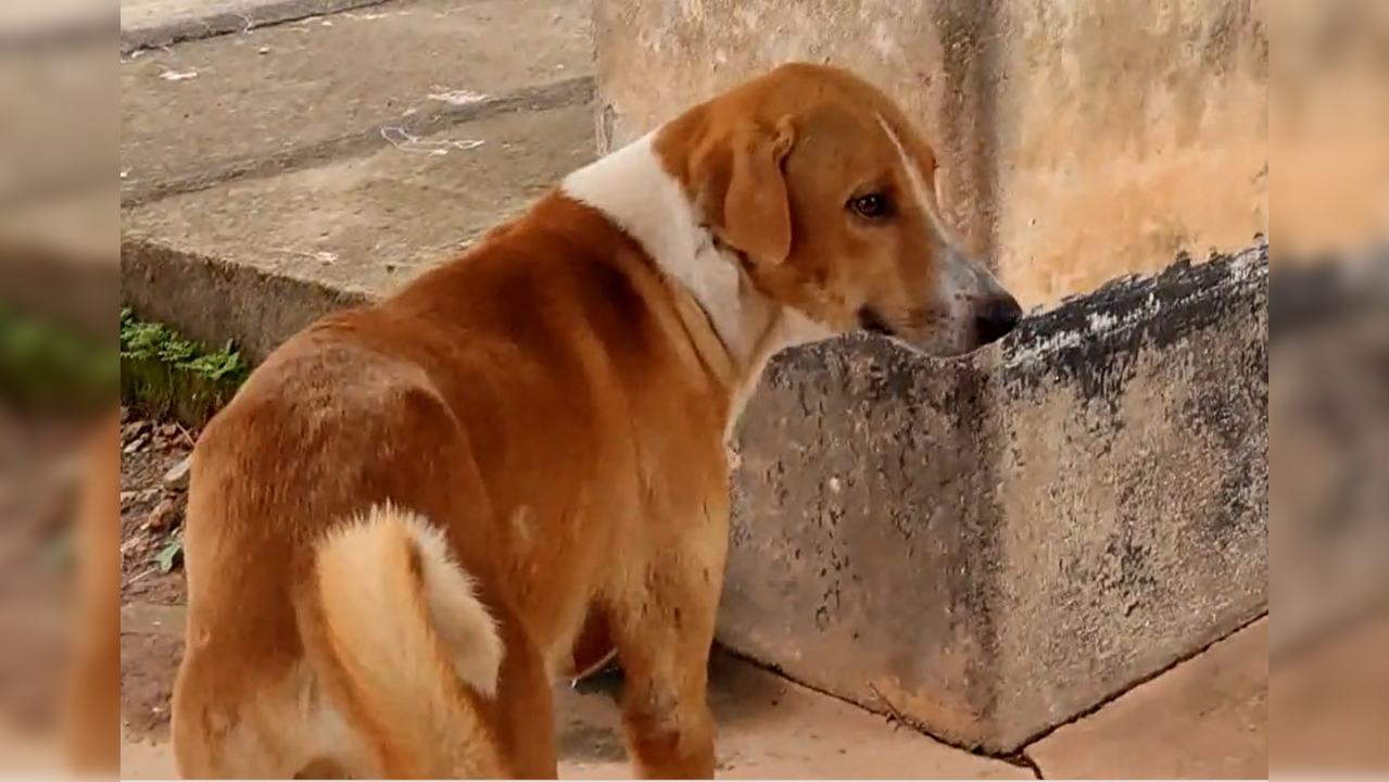 Kerala Dog Ramu Hachiko Mortuary