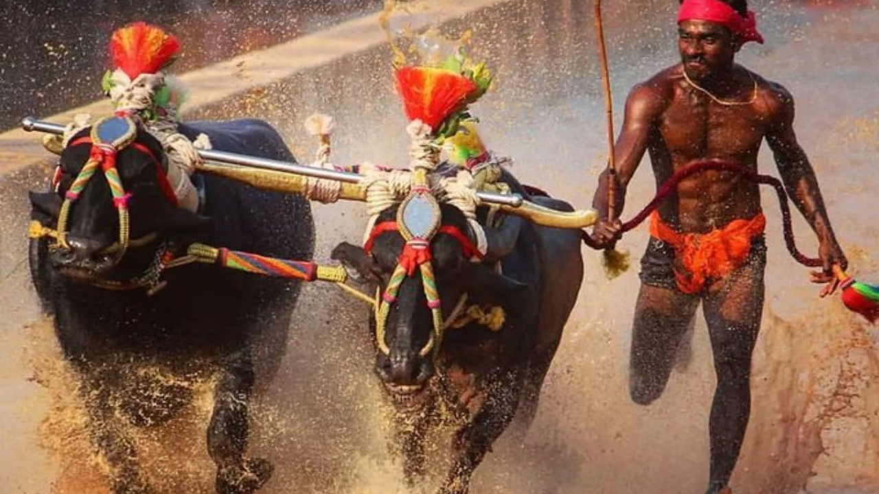 Kambala festival on sale