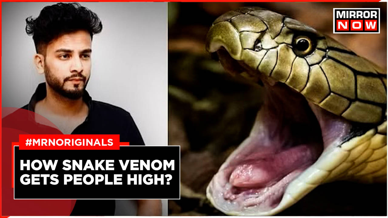 How Snake Venom Gets People High? | Times Now