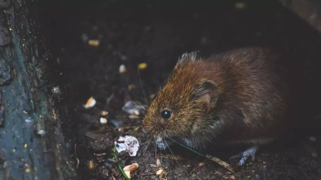 'Rat Behind Bars': Madhya Pradesh Police Hunt For Rats Who Stole 60 Liquor Bottles