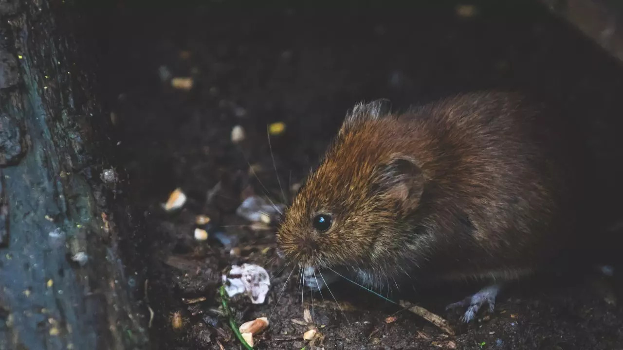 'Rat Behind Bars': Madhya Pradesh Police Hunt For Rats Who Stole 60 Liquor Bottles