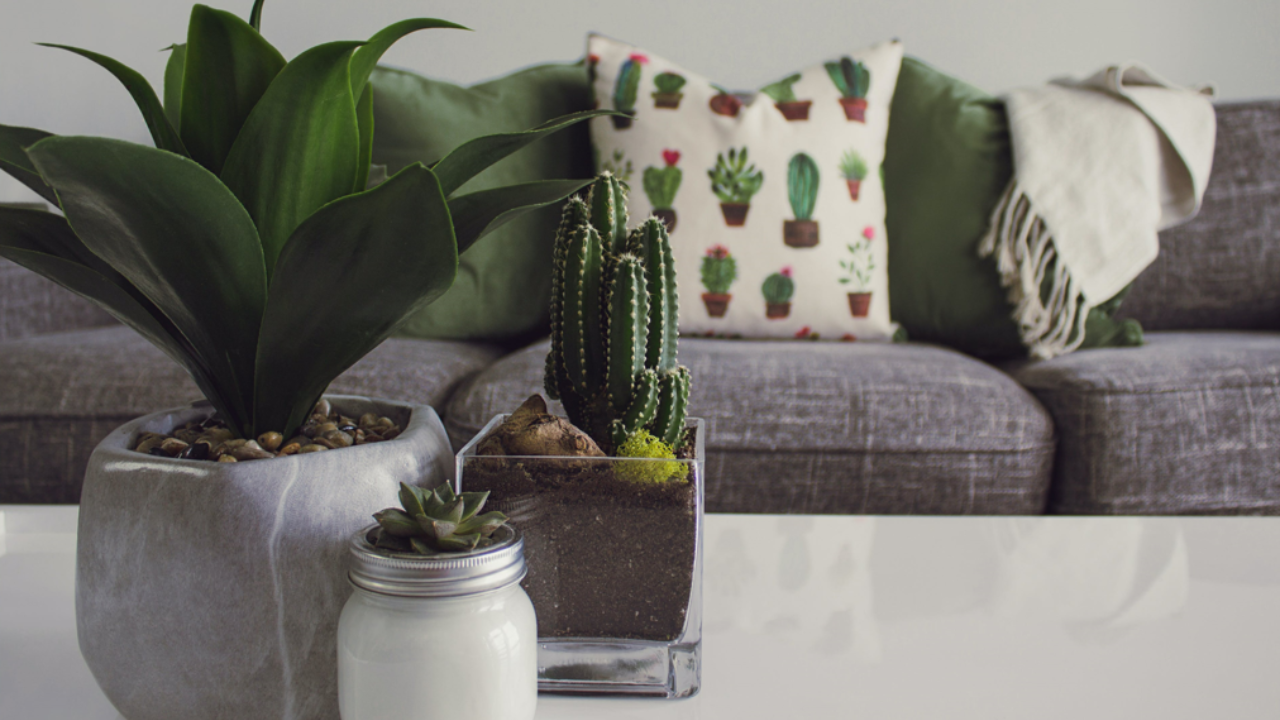 Bring these 8 Vastu plants into your home to bring happiness and prosperity. Pic Credit: Pexels