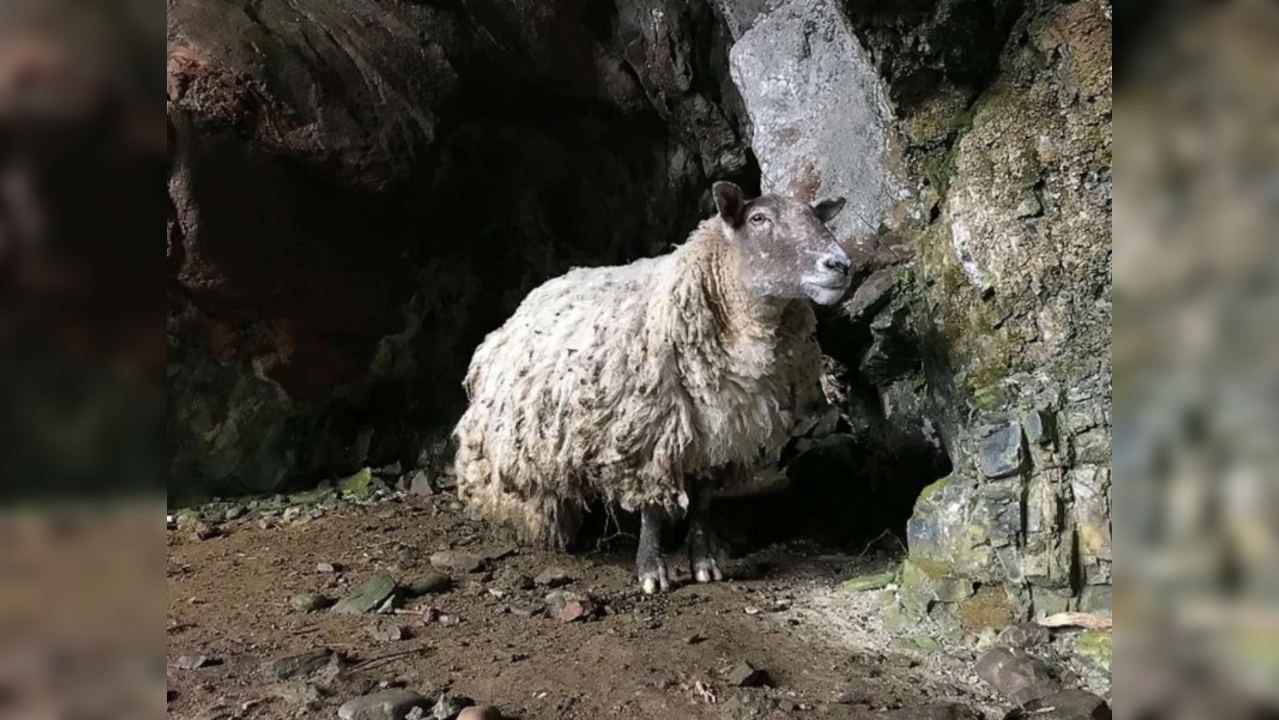 Fiona Lonely Sheep Rescued