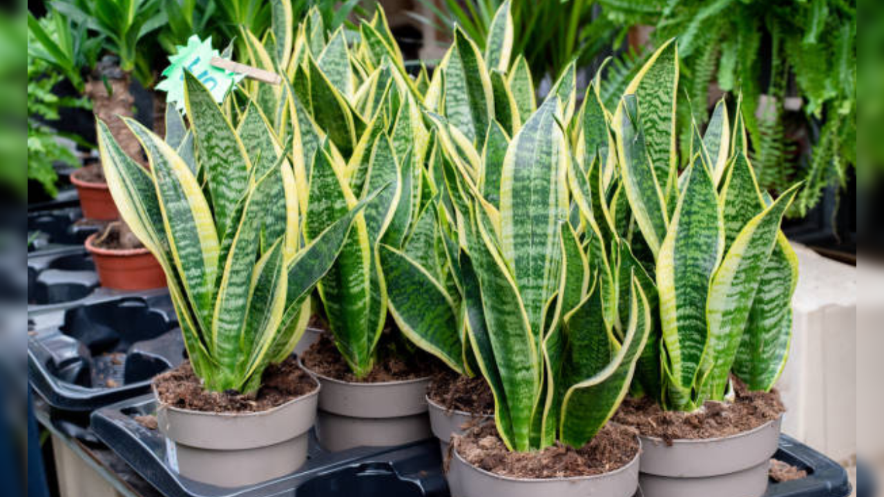 snake plant clean air pollution