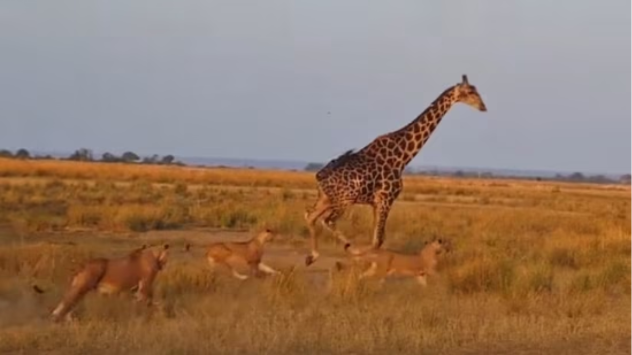 Pack of 20 Lions Attack Giraffe Drinking Water