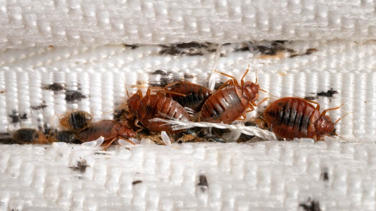 South Korea Declares War On Bedbugs.