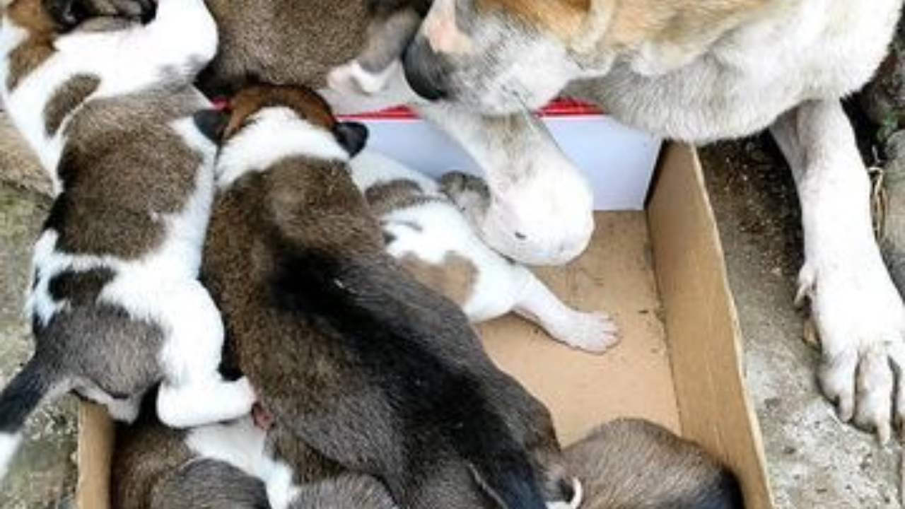 Dog Lover Throws Party For 9 Newborn Puppies.