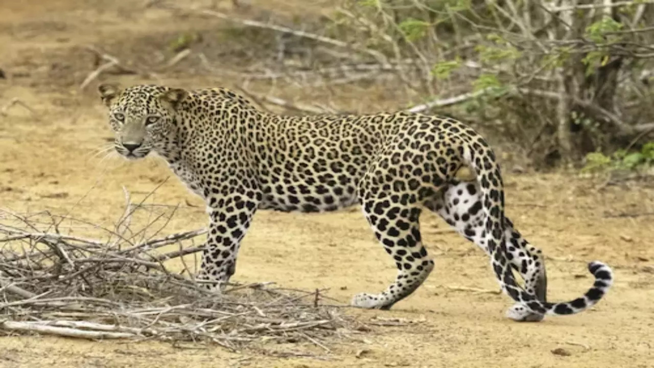 Leopard In Tamil Nadu's Nilgiris