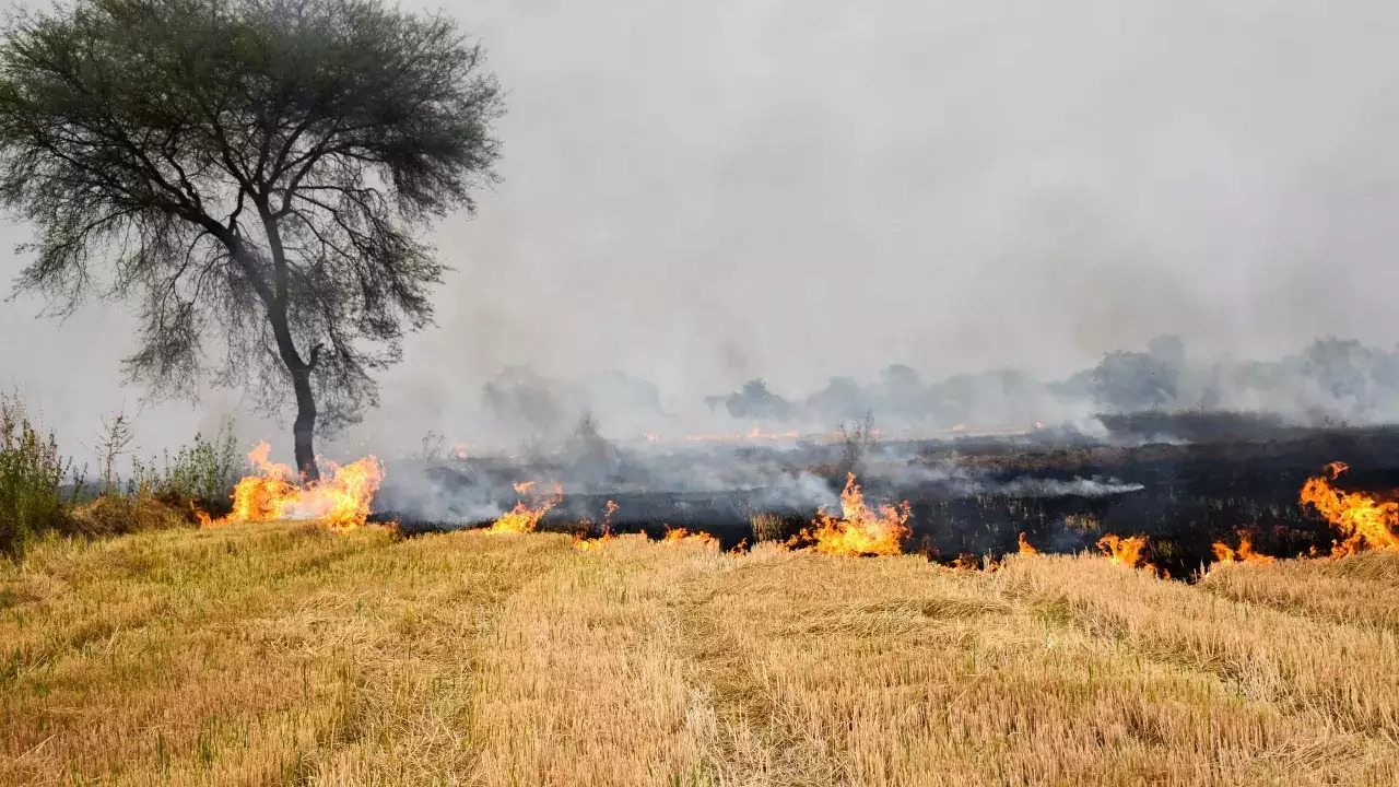 Stubble Burning Continues In Punjab