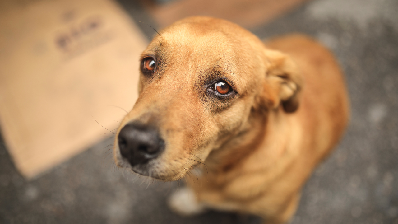 Stray Dog on Goa Runway Forces Vistara Flight to Return to Bengaluru