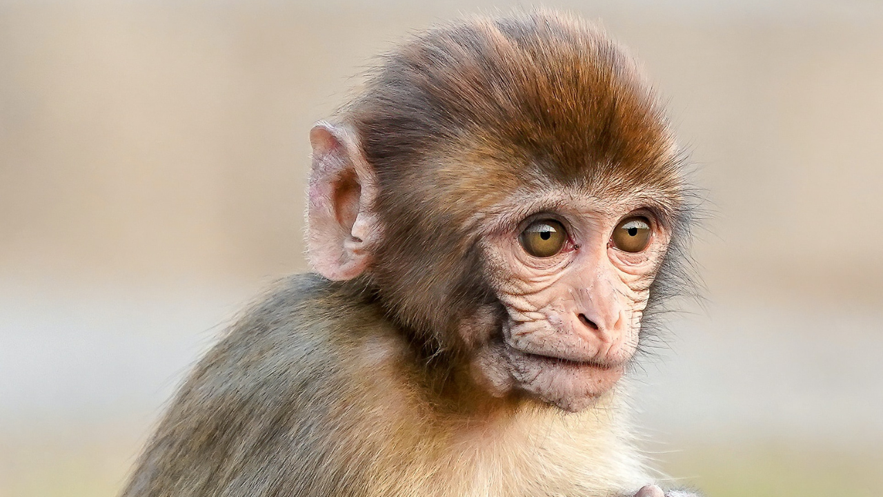 10-Year-Old Boy Dies After Monkey Rips Out His Intestines In Gujarat’s Gandhinagar