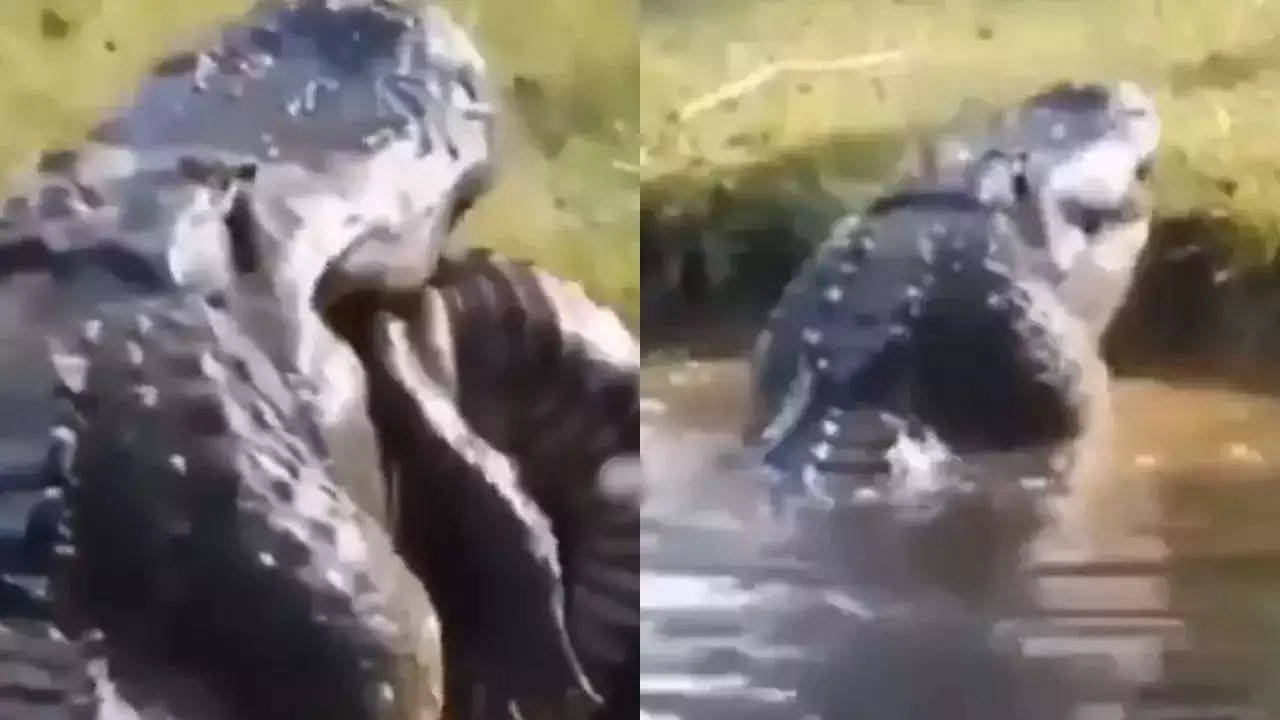 crocodile viral video.