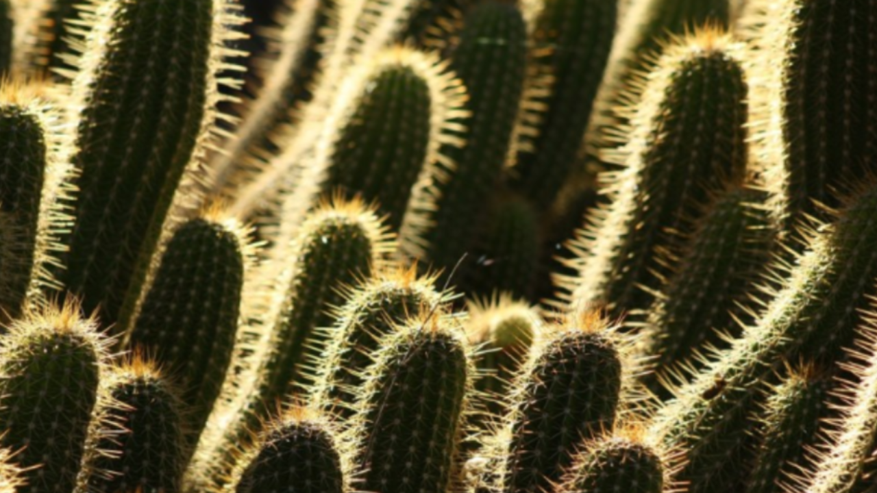 Optical Illusion Test: Find the cat hidden among the cactus within 13 seconds. Pic Credit: indiatimes.com