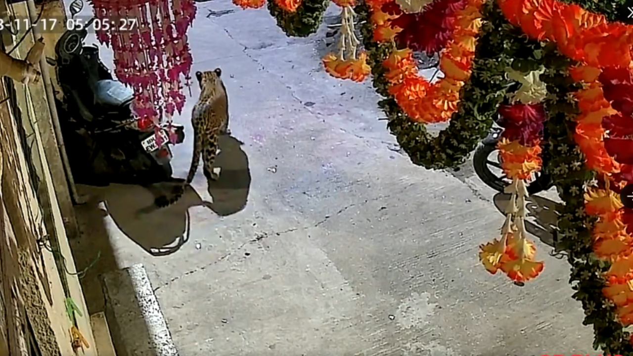 On Cam: 2 Leopards Out For Walks On Streets Of Nashik, One Captured