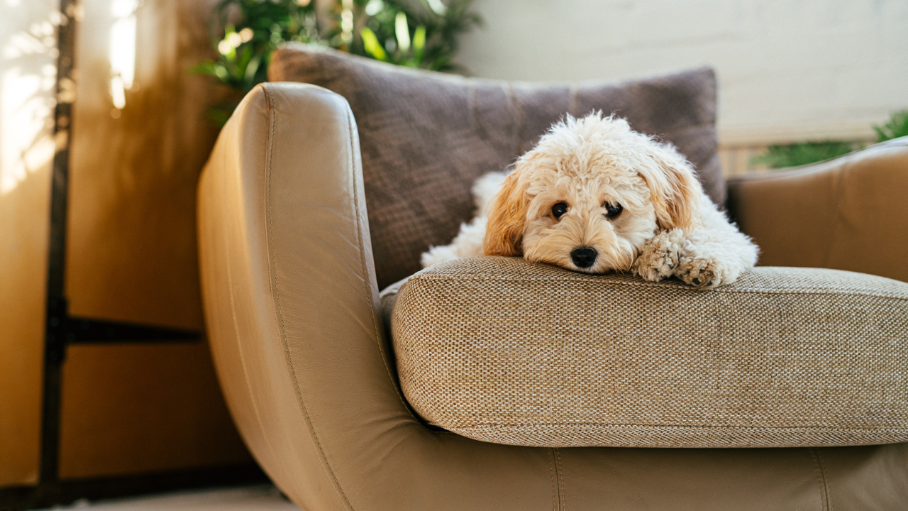 8 signs your dog is unhappy and how to deal with it. Pic Credit: Canva